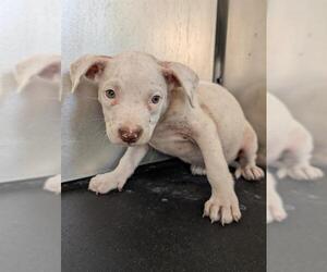 American Staffordshire Terrier-Unknown Mix Dogs for adoption in San Antonio, TX, USA