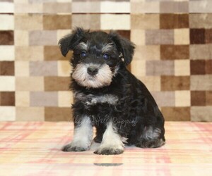 Schnauzer (Miniature) Puppy for sale in DENVER, PA, USA