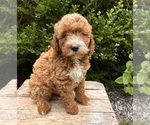 Small #1 Goldendoodle (Miniature)