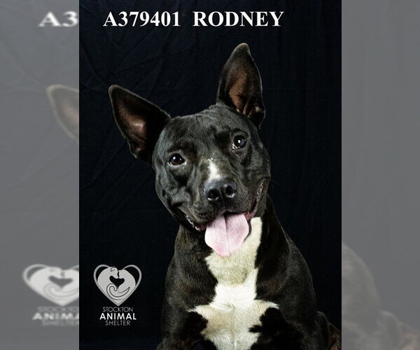 Medium Photo #2 Mutt Puppy For Sale in Stockton, CA, USA