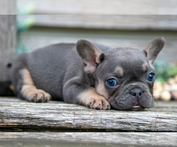 Medium Photo #40 French Bulldog Puppy For Sale in BALTIC, OH, USA