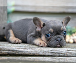 Small Photo #40 French Bulldog Puppy For Sale in BALTIC, OH, USA
