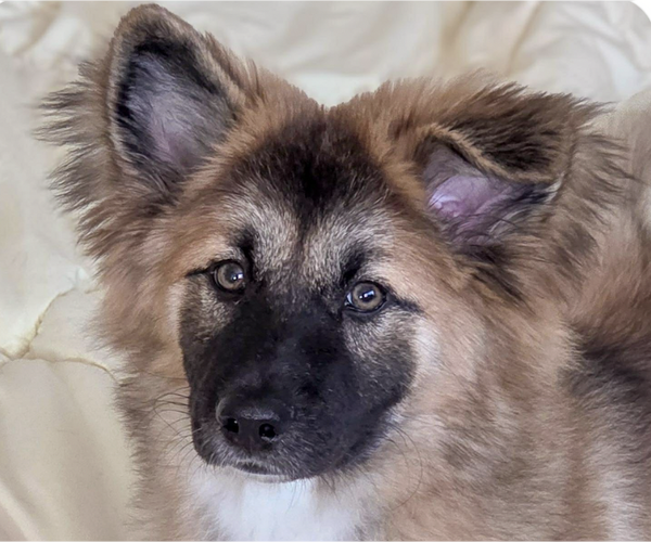 Medium Photo #1 Collie-Unknown Mix Puppy For Sale in San Ramon, CA, USA