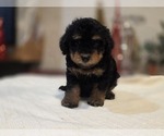 Small #11 Goldendoodle (Miniature)