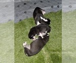 Small #43 Siberian Husky