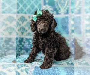 Poodle (Miniature) Puppy for sale in KIRKWOOD, PA, USA