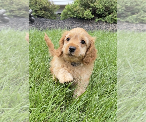 Medium Photo #1 Cavapoo (Miniature) Puppy For Sale in GILBERTSVILLE, PA, USA