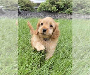 Cavapoo (Miniature) Puppy for sale in GILBERTSVILLE, PA, USA