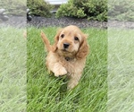 Small Cavapoo (Miniature)