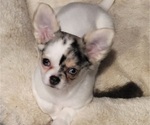 Small #1 Chihuahua