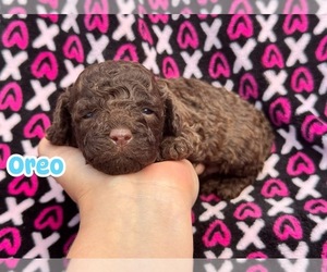 Poodle (Toy) Puppy for sale in CAMPBELLSVILLE, KY, USA