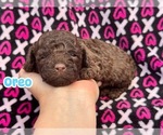 Small Poodle (Toy)