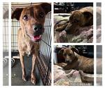 Small #1 Black Mouth Cur Mix