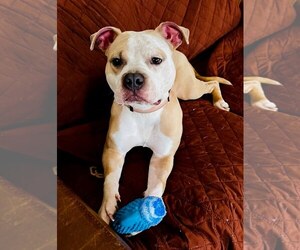 American Pit Bull Terrier Dogs for adoption in Brooklyn, NY, USA