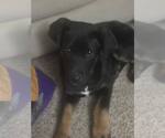 Small #1 German Shepherd Dog Mix
