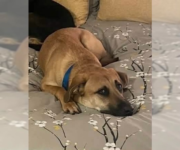 Medium Photo #11 German Shepherd Dog-Unknown Mix Puppy For Sale in Glen Haven, WI, USA