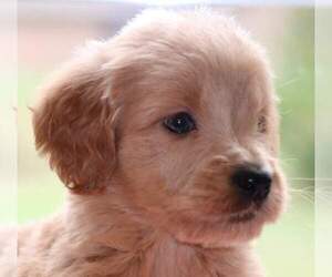 Goldendoodle Puppy for sale in FAIR GROVE, MO, USA