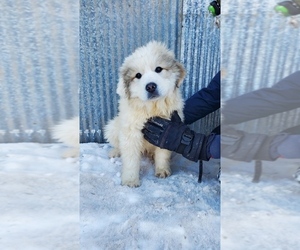 Great Pyrenees Puppy for sale in WATTS, OK, USA
