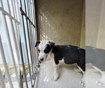 Small Mutt