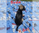 Small Photo #27 Chizer Puppy For Sale in MONTEZUMA, GA, USA