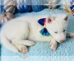 Small Photo #2 Siberian Husky Puppy For Sale in HESPERIA, CA, USA