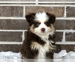Small Photo #3 Miniature Australian Shepherd Puppy For Sale in COLLEGE STA, TX, USA