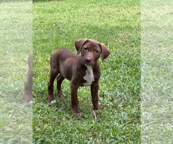 Medium Photo #1 Labrador Retriever-Unknown Mix Puppy For Sale in Royal Palm Beach, FL, USA