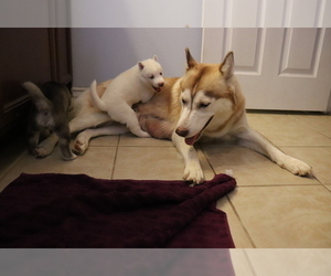 Mother of the Siberian Husky puppies born on 10/28/2020