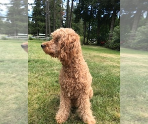 Medium Photo #1 Goldendoodle Puppy For Sale in GRAHAM, WA, USA
