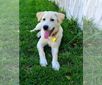Small Photo #6 Labrador Retriever-Unknown Mix Puppy For Sale in Sandy, UT, USA