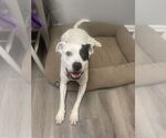 Small #19 American Bulldog-Labrador Retriever Mix