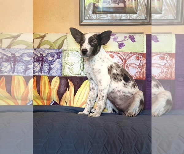 Medium Photo #3 Mutt Puppy For Sale in Rockaway, NJ, USA