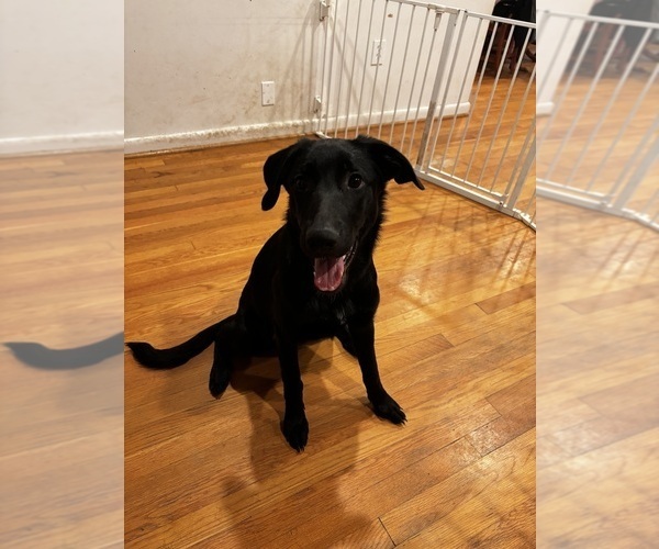 Medium Photo #3 Shepradors Puppy For Sale in COLLEGE PARK, MD, USA