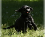 Small #7 Miniature Labradoodle