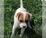 Puppy Violet Parson Russell Terrier
