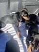 Small Photo #17 Doberman Pinscher Puppy For Sale in SUISUN CITY, CA, USA
