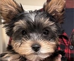Small #6 Yorkshire Terrier