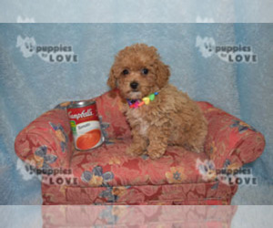 Poodle (Toy) Puppy for sale in SANGER, TX, USA