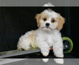Pembroke Welsh Corgi Puppy for sale in ELDORADO, OH, USA