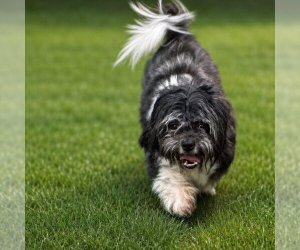 Medium Photo #2 Shih Tzu-Unknown Mix Puppy For Sale in Canton, CT, USA