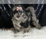 Small #4 Goldendoodle (Miniature)