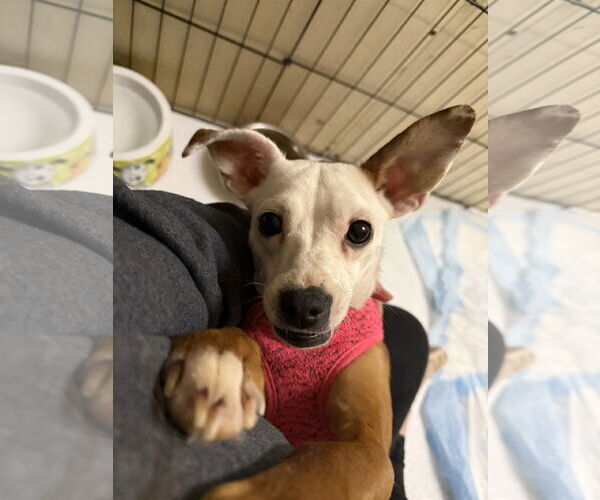 Medium Photo #3 Rat-Cha Puppy For Sale in Pottstown, PA, USA