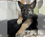 Small #1 German Shepherd Dog