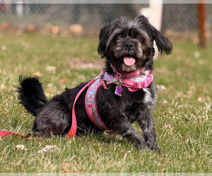 Shih Tzu-Unknown Mix Dogs for adoption in Mundelein, IL, USA