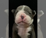 Small Photo #12 Bulldog Puppy For Sale in EASTVALE, CA, USA