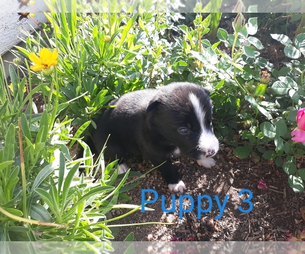 Medium Photo #2 Border Collie Puppy For Sale in ORACLE, AZ, USA