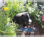 Small Photo #2 Border Collie Puppy For Sale in ORACLE, AZ, USA