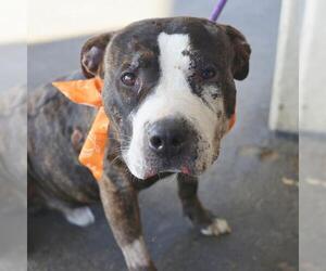 American Staffordshire Terrier-Unknown Mix Dogs for adoption in San Antonio, TX, USA