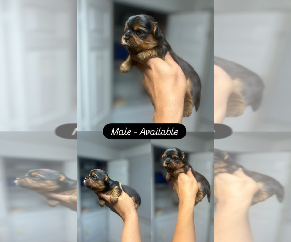 Medium Photo #5 Shorkie Tzu Puppy For Sale in GLEN ALLEN, VA, USA