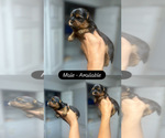 Small #4 Shorkie Tzu